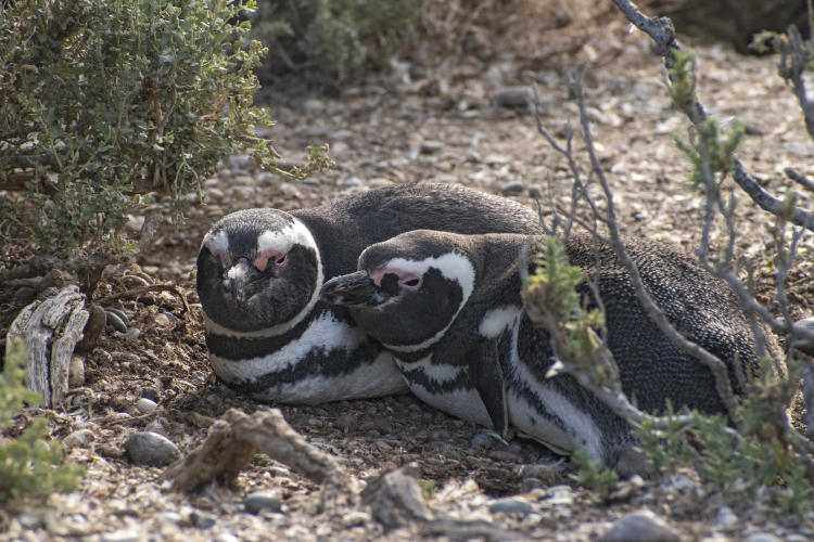 0084 Spheniscus magellanicus Pingüino patagónico PTDE20191130c 0084 Spheniscus magellanicus Pingüino patagónico PTDE20191130c
