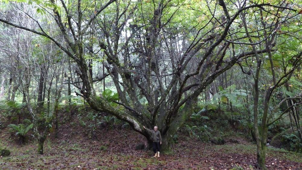 Empezó a plantar, uno por uno, cada uno de los árboles que hoy forman este bosque lluvioso tropical de cerca de 50.000 árboles Empezó a plantar, uno por uno, cada uno de los árboles que hoy forman este bosque lluvioso tropical de cerca de 50.000 árboles