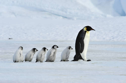 pinguinos emperadores