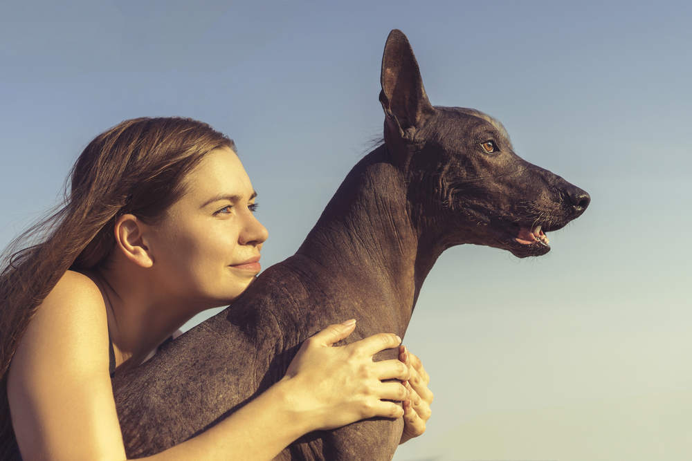 Xoloitzcuintle Historia Del Perro Y Joya Azteca Perro