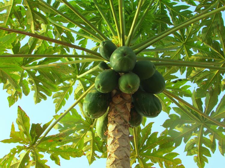 papaya Papaya: Propiedades, beneficios y ¿cómo se come?