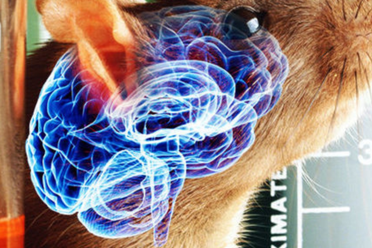 Ratas con cerebro humano. (Imagen: express.co.uk)