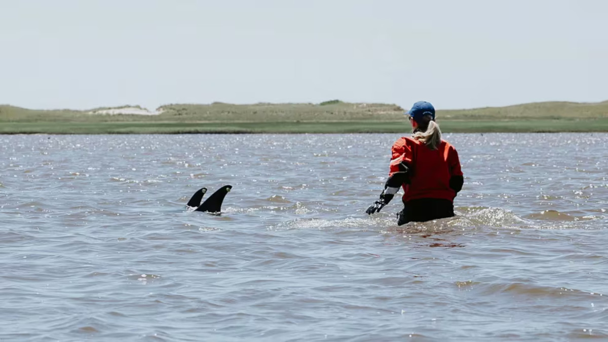 rescate delfines4