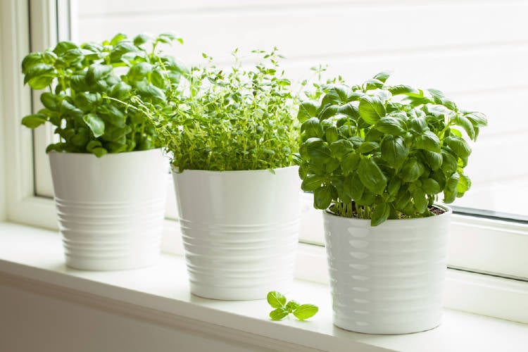 Plantas aromáticas al lado de una ventana