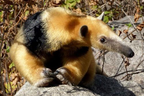 oso melero oso melero