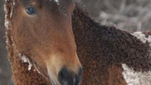 canva (43) Su cabello no solo es ondulado, sino que también puede ser más denso en invierno, protegiéndolo del frío extremo. (Foto: Pinterest)