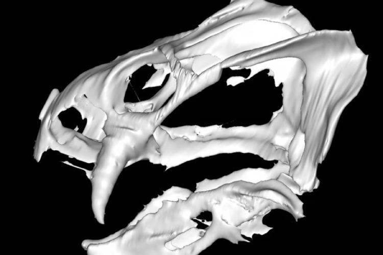 dinosaurio La representación del dicinodonte en la cueva de La Belle France abre nuevas posibilidades para el estudio paleontológico (REUTERS)