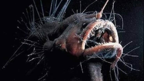 pez abisal Inédito avistamiento del \"pez demonio\'\" en Tenerife. (Foto: Pinterest)