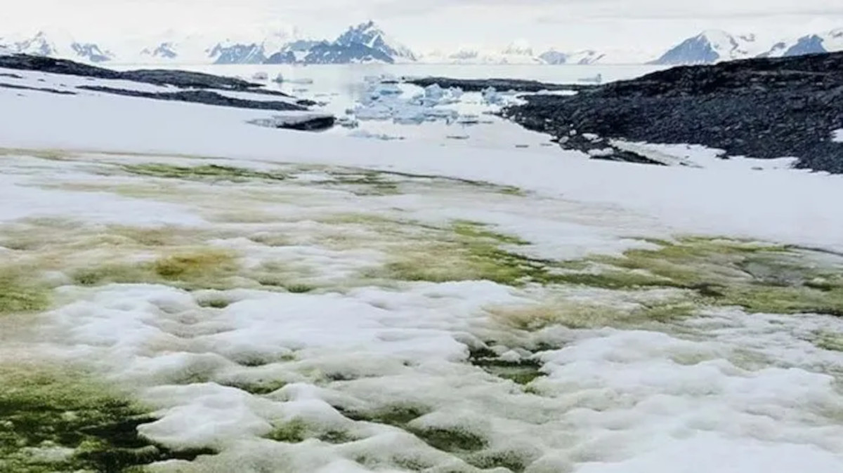 nieve verde antártida2