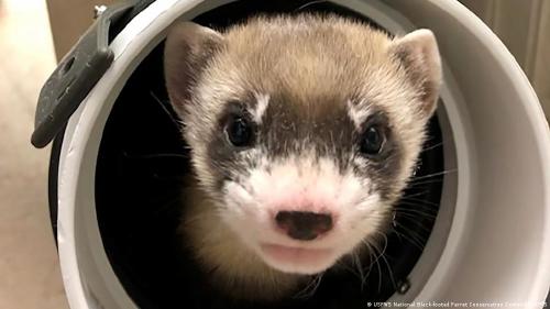 Científicos logran clonar un hurón de patas negras, una especie en peligro de extinción