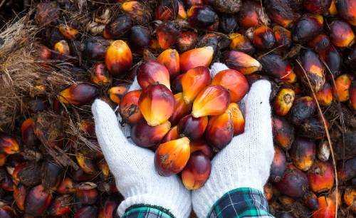 aceite palma aceite palma