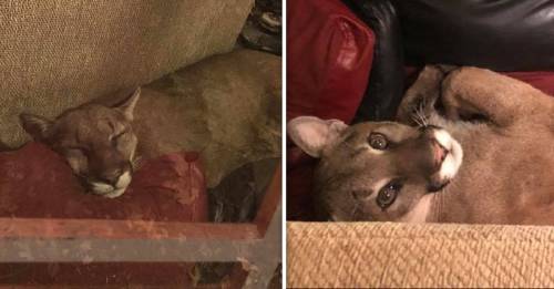 Una mujer encontró un puma en su casa y afirma que lo sacó mediante telepatía