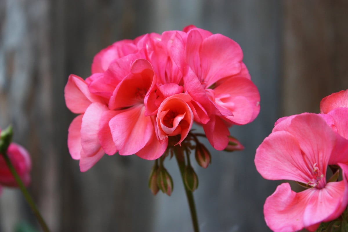 pelargonium