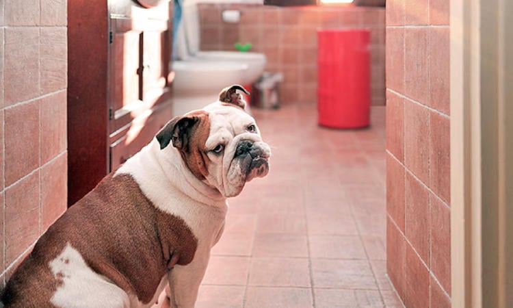 perro baño perro baño