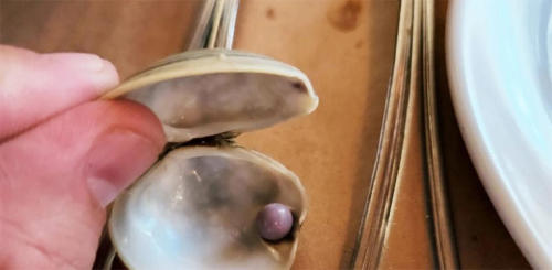 perla almeja perla almeja