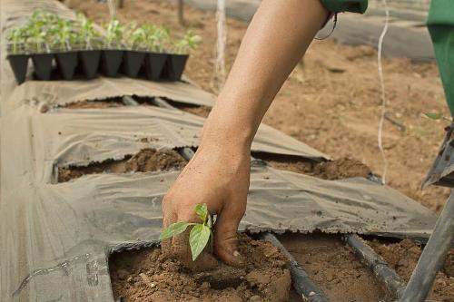 ¿Qué es la agricultura?