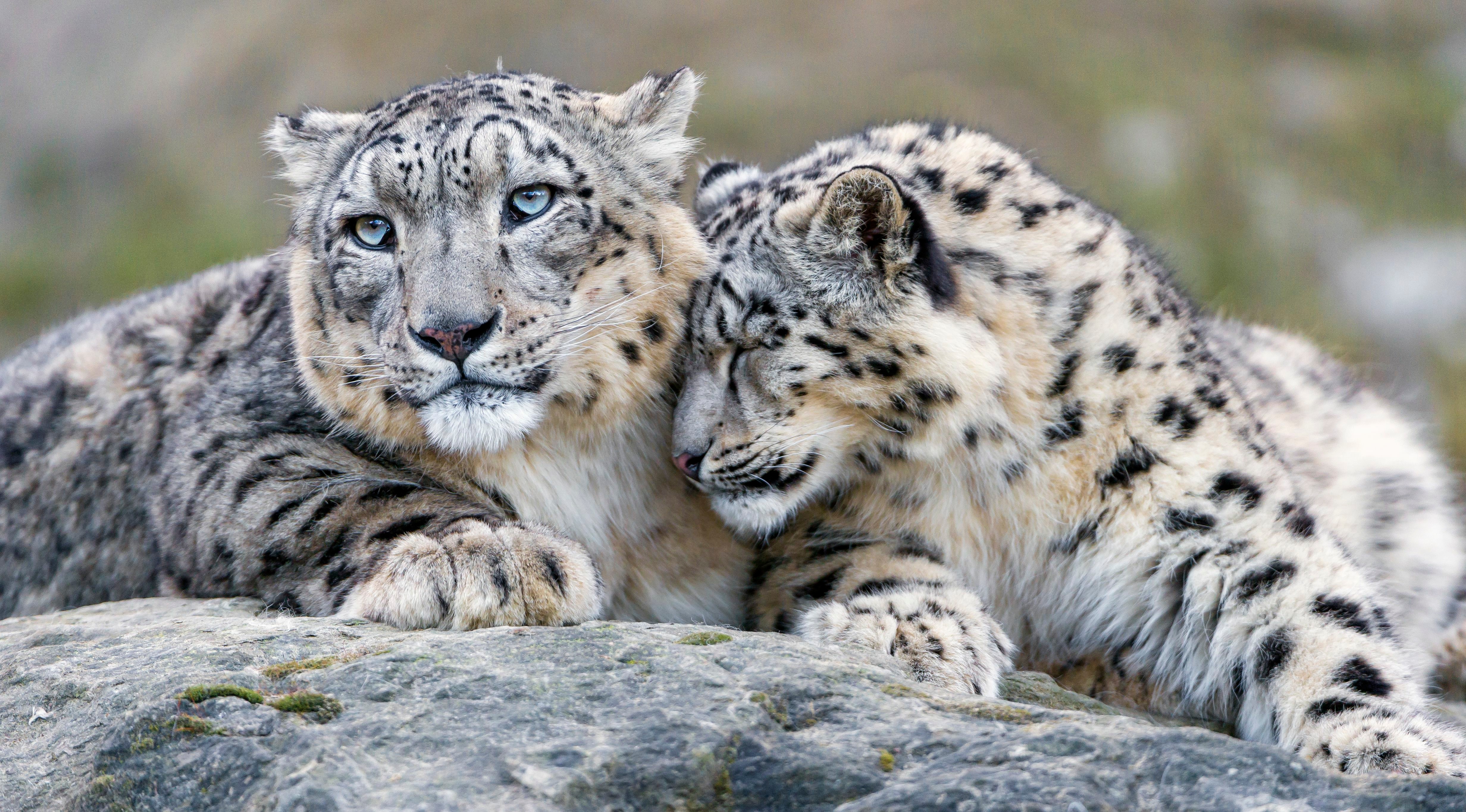 leopardo de las nieves curiosidades. 