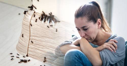 hormigas en la casa significado espiritual