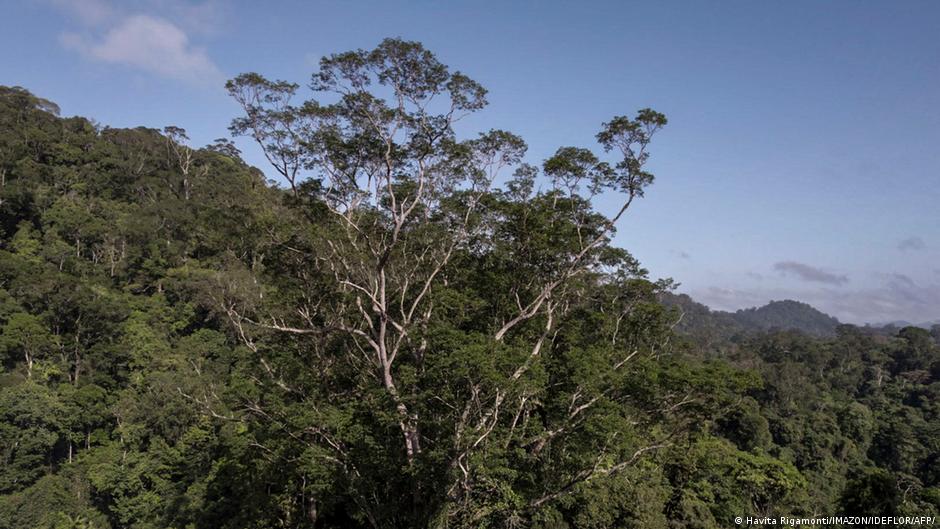 El árbol más alto del Amazonas El angelim vermelho, el árbol más alto jamás encontrado en la selva amazónica fue visto por primera vez en 2019 vía satelital