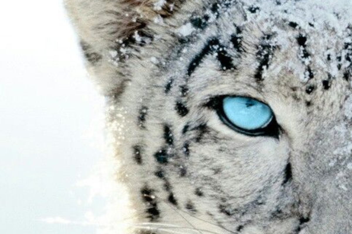 leopardo Novedoso: India inaugura su primer zoológico congelado en el Parque Zoológico del Himalaya Padmaja Naidu. (Imagen: Pinterest)