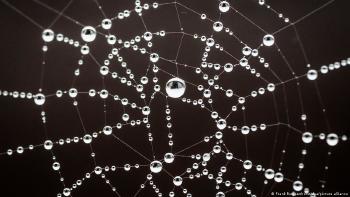 Tela de araña con gotas de agua Una tela de araña con gotas de agua atrapadas en ella: un modelo usado para la \"cosecha de niebla\".