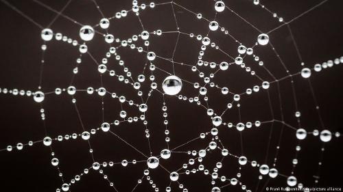 Tela de araña con gotas de agua Una tela de araña con gotas de agua atrapadas en ella: un modelo usado para la \"cosecha de niebla\".