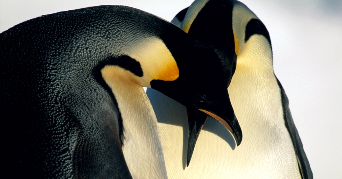 Amor animal Amor animal