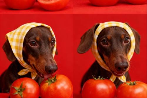 perro Imagen: Pinterest