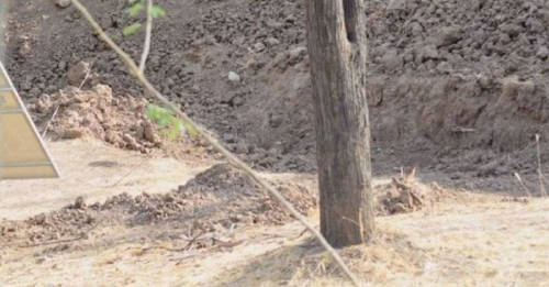 Desafío viral: ¿puedes encontrar al leopardo?