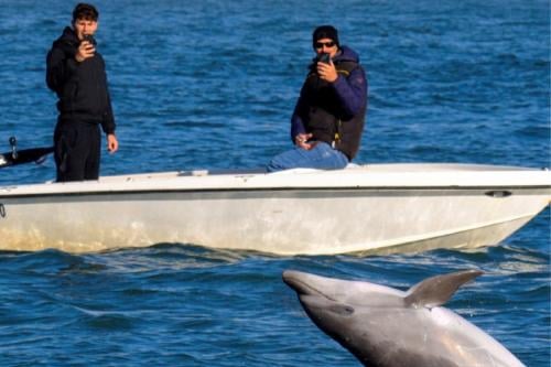 delfin en venecia Imagen: ecoosfera