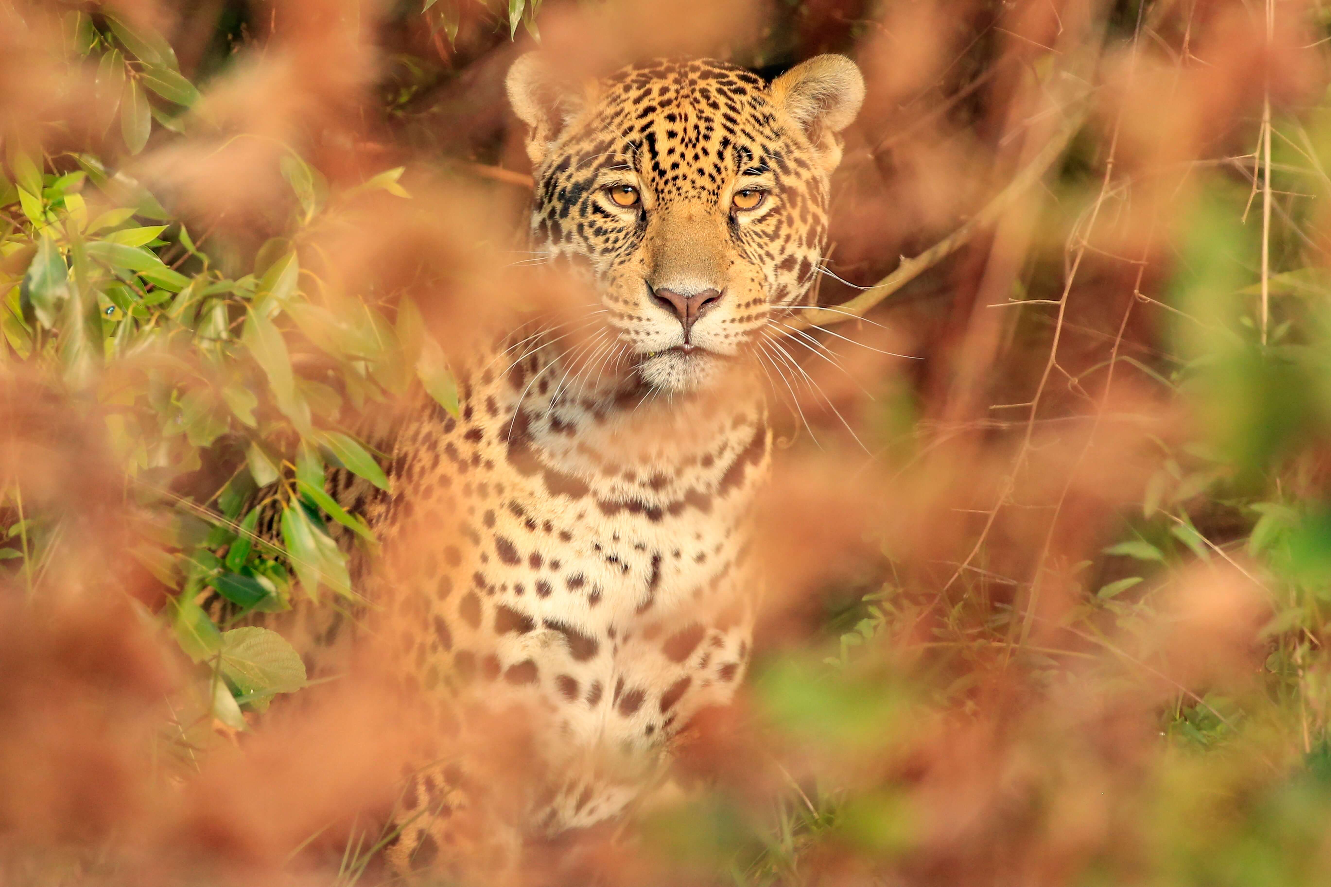 Yaguarete - Mbarete - Matias Rebak - 00002 (1) Yaguarete - Mbarete - Matias Rebak - 00002 (1)