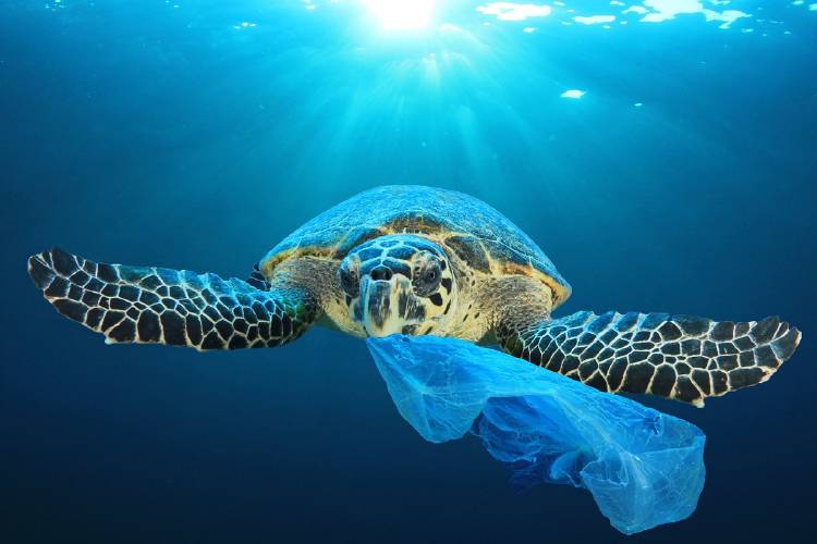 tortuga comiendo una bolsa de plastico