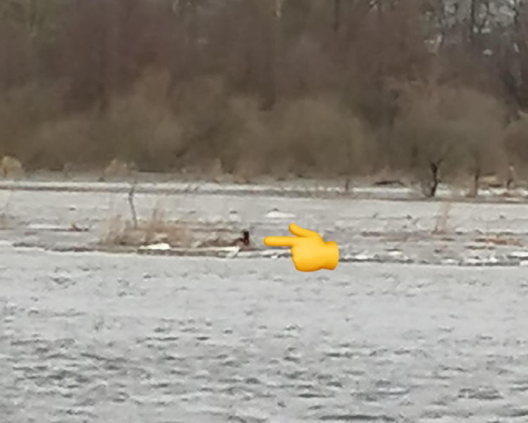 rescate perro2 rescate perro2