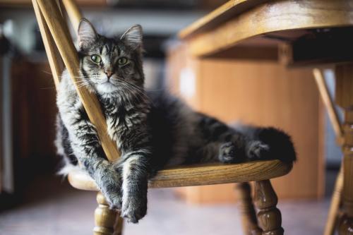 selective focus closeup shot of gray furry tabby cat sitting on wooden chair selective focus closeup shot of gray furry tabby cat sitting on wooden chair