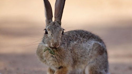 conejo El increíble descubrimiento que sacudió la ciencia por completo tuvo lugar en los bosques de coníferas de la Sierra Madre del Sur, (Foto: Pinterest