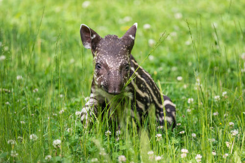 Nace el primer tapir macho en casi 10 años en Singapur