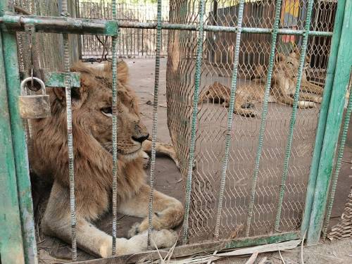 leones sudan