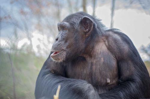 CHIMPANCES 2 CHIMPANCES 2