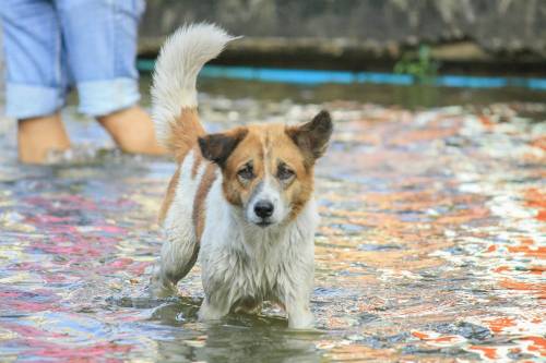 perro en inundación