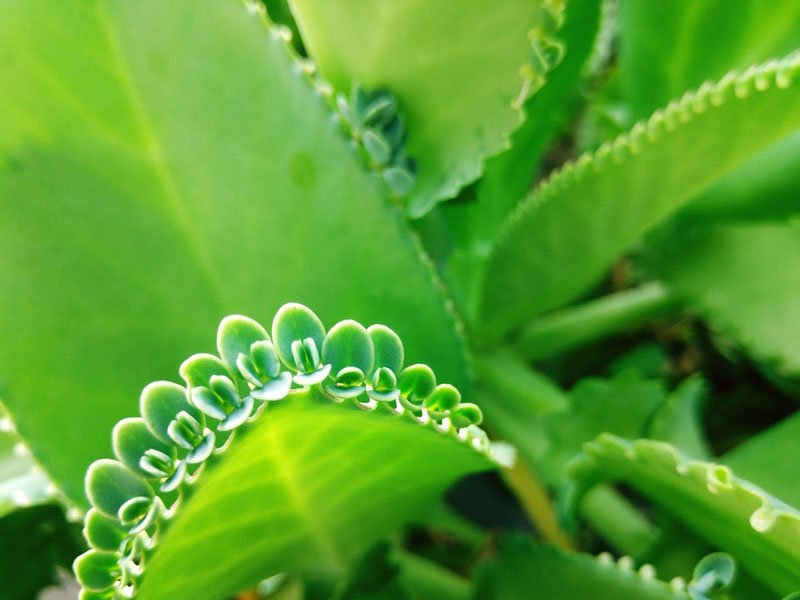 kalanchoe kalanchoe
