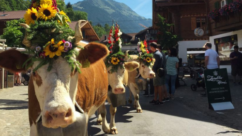 vacas Gstaad, el pueblo que tiene 11.000 vacas y habitantes (Foto: billiken.lat)