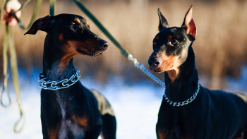 collar perro2 collar perro2