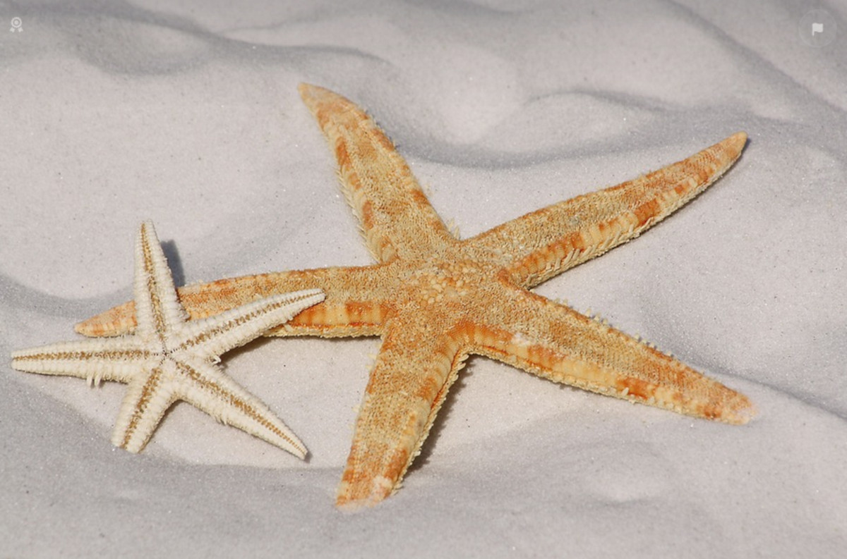 estrella_de_mar_pixabay_2 estrella_de_mar_pixabay_2