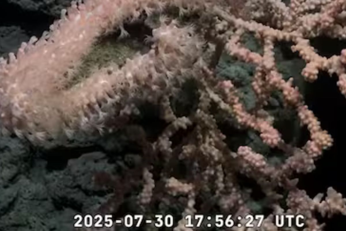 Todos los datos recolectados durante la expedición serán publicados en repositorios abiertos como CONICET Digital, OBIS y GenBank. (Foto: Captura YouTube Schmidt Ocean)