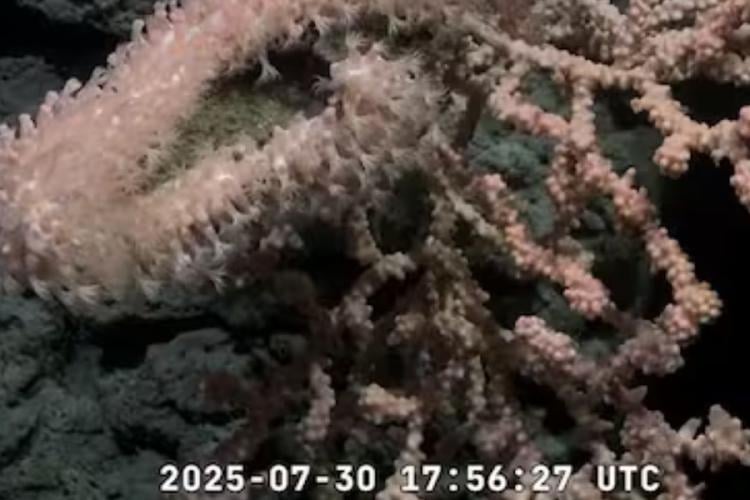 especies mar Todos los datos recolectados durante la expedición serán publicados en repositorios abiertos como CONICET Digital, OBIS y GenBank. (Foto: Captura YouTube Schmidt Ocean)