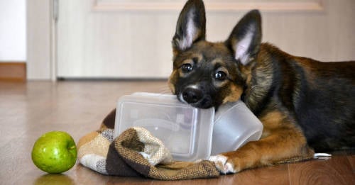 Tú te lo preguntaste: ¿Por qué hace eso mi perro? Tú te lo preguntaste: ¿Por qué hace eso mi perro?