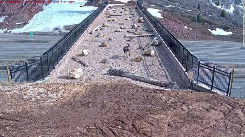 Construyen un puente para que animales silvestres puedan cruzar la carretera en Utah