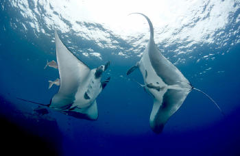 Manta Ray Facts 2 curiosidades de la mantarraya