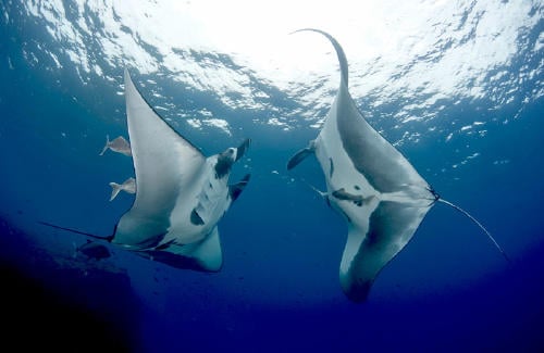 Manta Ray Facts 2 curiosidades de la mantarraya Manta Ray Facts 2 curiosidades de la mantarraya