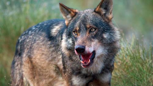 Por qué los perros asilvestrados en Tierra del Fuego amenazan al ganado
